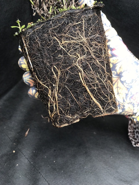 Бересклет Марике 1 шт Р9